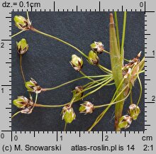 Luzula pilosa (kosmatka owłosiona)