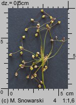 Luzula pilosa (kosmatka owłosiona)