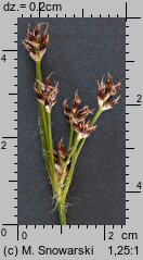 Luzula campestris (kosmatka polna)