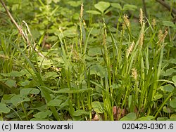 Carex sylvatica (turzyca leśna)