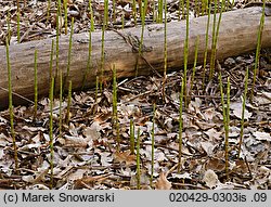 Equisetum fluviatile (skrzyp bagienny)