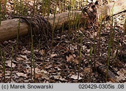 Equisetum fluviatile (skrzyp bagienny)