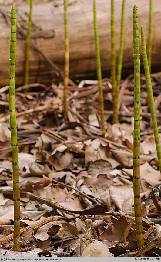 Equisetum fluviatile (skrzyp bagienny)