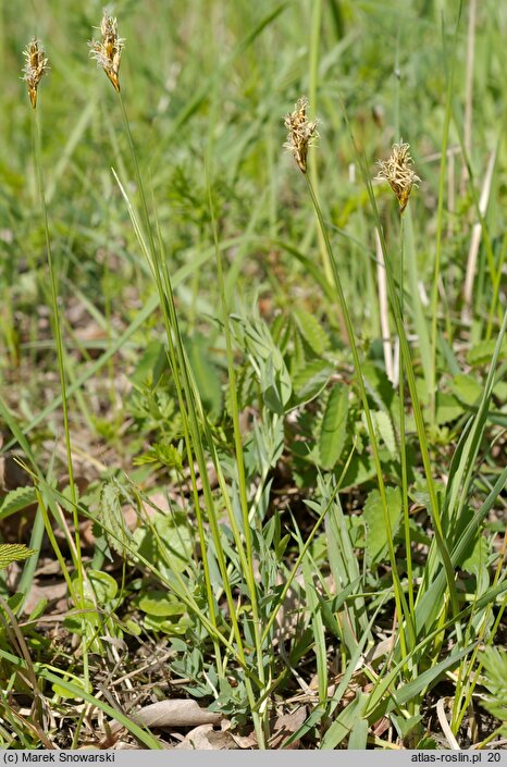 Carex praecox (turzyca wczesna)
