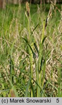 Carex riparia (turzyca brzegowa)