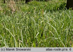 Carex riparia (turzyca brzegowa)