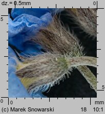 Myosotis sylvatica (niezapominajka leśna)