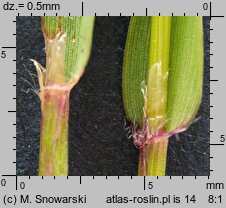 Anthoxanthum odoratum s.str. (tomka wonna)