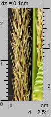 Carex riparia (turzyca brzegowa)