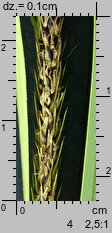 Carex riparia (turzyca brzegowa)