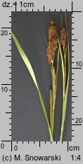 Carex riparia (turzyca brzegowa)