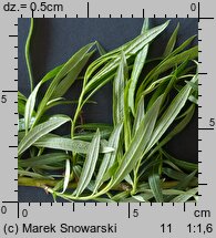 Salix viminalis (wierzba wiciowa)