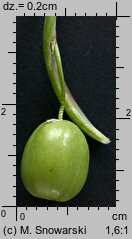 Galanthus nivalis (śnieżyczka przebiśnieg)