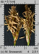 Carex praecox (turzyca wczesna)
