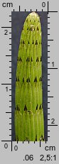 Equisetum fluviatile (skrzyp bagienny)