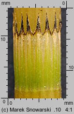 Equisetum fluviatile (skrzyp bagienny)
