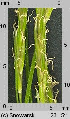 Carex sylvatica (turzyca leśna)