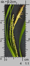 Carex sylvatica (turzyca leśna)