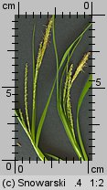 Carex sylvatica (turzyca leśna)