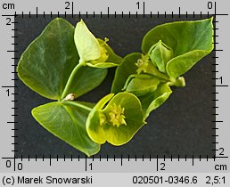 Euphorbia esula (wilczomlecz lancetowaty)