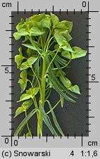 Euphorbia esula (wilczomlecz lancetowaty)