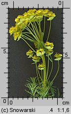 Euphorbia cyparissias (wilczomlecz sosnka)