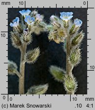 Myosotis ramosissima (niezapominajka pagórkowa)