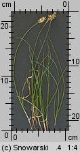 Carex praecox (turzyca wczesna)