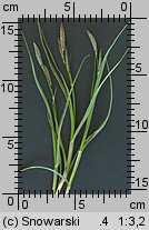 Carex hirta (turzyca owłosiona)