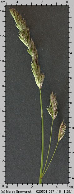 Dactylis glomerata (kupkówka pospolita)