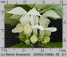 Lamium album (jasnota biała)