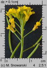 Erysimum cheiranthoides (pszonak drobnokwiatowy)