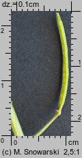 Erysimum cheiranthoides (pszonak drobnokwiatowy)