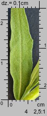 Erysimum cheiranthoides (pszonak drobnokwiatowy)