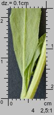 Erysimum cheiranthoides (pszonak drobnokwiatowy)