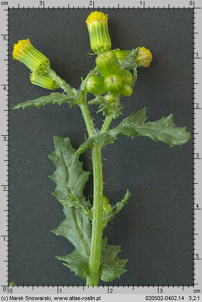 Senecio vulgaris (starzec zwyczajny)