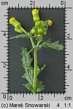 Senecio vulgaris (starzec zwyczajny)