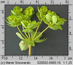 Euphorbia helioscopia (wilczomlecz obrotny)