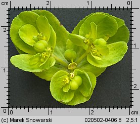 Euphorbia helioscopia (wilczomlecz obrotny)