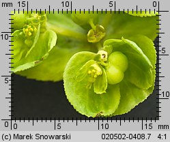 Euphorbia helioscopia (wilczomlecz obrotny)