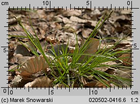 Carex pilulifera (turzyca pigułkowata)