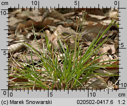 Carex pilulifera (turzyca pigułkowata)