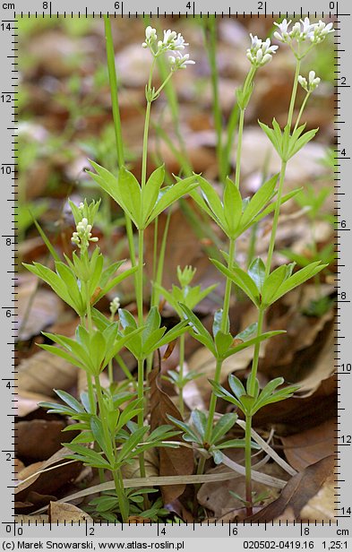 Galium odoratum (przytulia wonna)