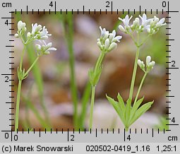 Galium odoratum (przytulia wonna)