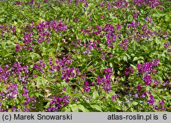 Lathyrus vernus (groszek wiosenny)