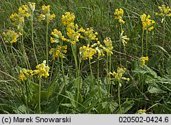 Primula veris (pierwiosnek lekarski)