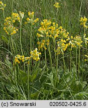 Primula veris (pierwiosnek lekarski)