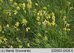 Primula veris (pierwiosnek lekarski)