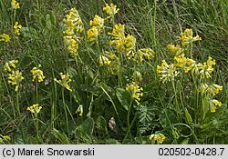 Primula veris (pierwiosnek lekarski)