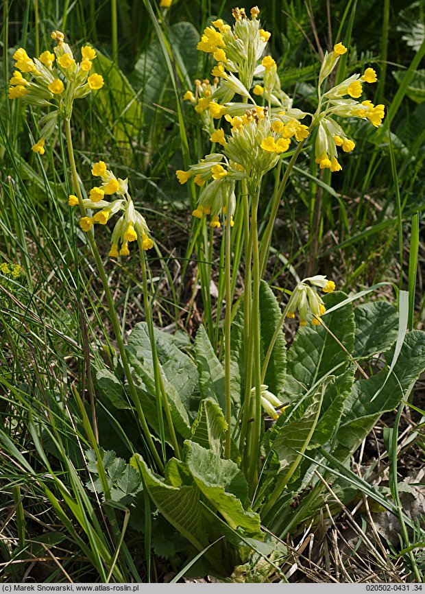 Primula veris (pierwiosnek lekarski)